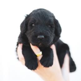 Teton - male Newfypoo puppy in Marshallville, Ohio from Windy Hill Dogs