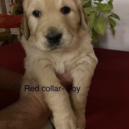 Golden Retriever Puppies from Gold 'N Dust Ranch