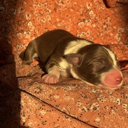 Gizmo - White and red male Border Collie puppy in Dundy County, Nebraska from Stag Valley Homestead