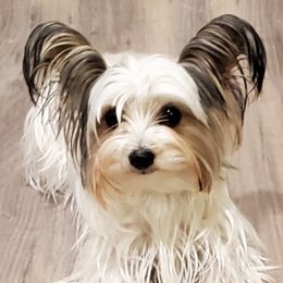 Honey Lynn - Yorkshire Terrier