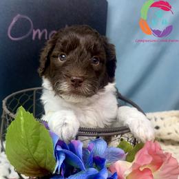 Omaha - Parti female Labradoodle puppy in Bowman, Georgia from Companion Creek Farm