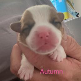 Autumn - Red female Pembroke Welsh Corgi puppy in Grenada, California from California Corgi Butts