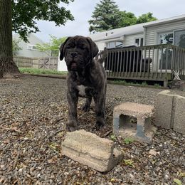 Bullmastiff and French Bulldog Puppies from Big Bully Nation
