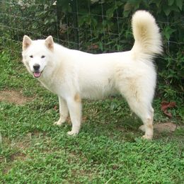 Halo Mae - Alaskan Malamute