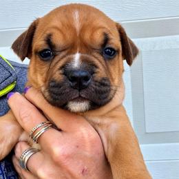 Phoebe - Red female American Staffordshire Terrier puppy in Marietta, Georgia from Ambition Amstaffs
