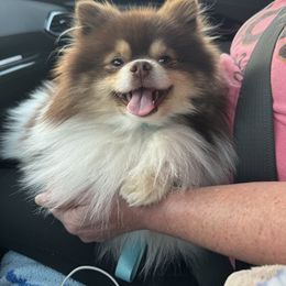 Pomeranian puppies from Bama Pom Squad