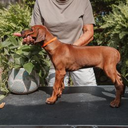 Orange - Rd whtn blk nose male Rhodesian Ridgeback puppy in Texas from African Legends Rhodesian Ridgebacks
