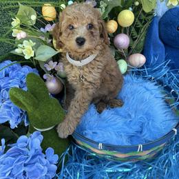 Sammy (Silver) - Cream male Goldendoodle puppy in Miami, Florida from Katy's Toy Poodles