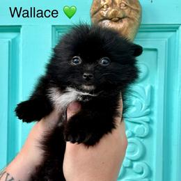 Wallace - Black male Pomeranian puppy in Springfield, Missouri from Hope Mountain Pomeranians
