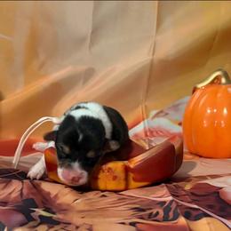 Crumpet - White and black female Pembroke Welsh Corgi puppy in Saint George, South Carolina from Carolina cotton candy corgis