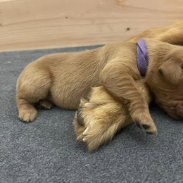 Girl 1 - Dark golden Golden Retriever puppy in Bend, Oregon from Goldens of Bend Oregon
