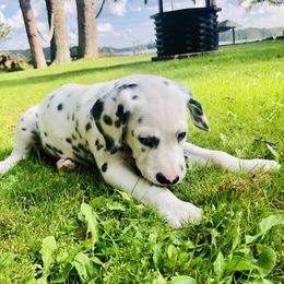 Oliver - White and black Dalmatian puppy in Rhinelander, Wisconsin from Moen Lake Dalmatians