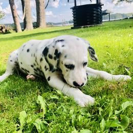 Oliver - White and black Dalmatian puppy in Rhinelander, Wisconsin from Moen Lake Dalmatians