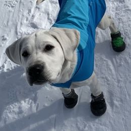 Labrador Retriever All Grown Up from Chateau St. John
