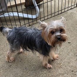 G Litter - Yorkshire Terrier