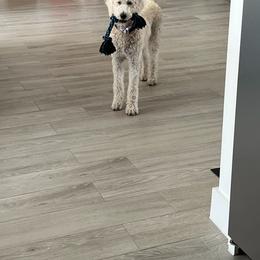 Biscuit - Cream female Labradoodle puppy in Mission, Texas from Sharyland Pets