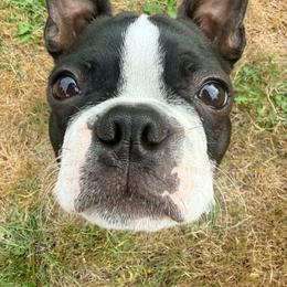 Boston Terrier Puppies from NW Boston Terriers
