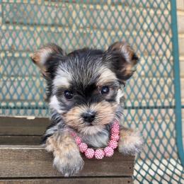 Tillie SMALL - Black & tan tri-color female Morkie puppy in Monticello, Iowa from Ashley’s Puppies