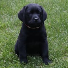 Phoenix - Black female Labrador Retriever puppy in Camden, Indiana from Prebleridge Acres