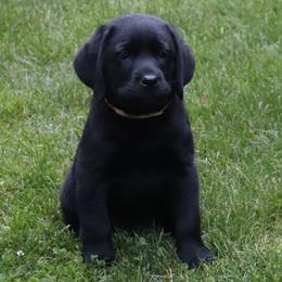Phoenix - Black female Labrador Retriever puppy in Camden, Indiana from Prebleridge Acres