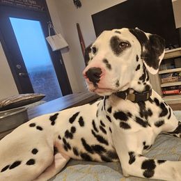 Shiloh - Dalmatian