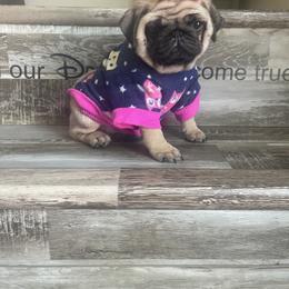 Bulldog and Pug Puppies from Love that bulldog lewter family