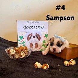 Sampson - White male Bulldog puppy in Tremonton, Utah from Snuggle Pups