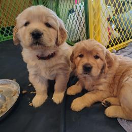 Red collar - boy - Golden male Golden Retriever puppy in Bethel, Ohio from Agnes' Golden Retrievers