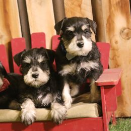 Miniature Schnauzer Puppies from Rose Lane Schnauzers