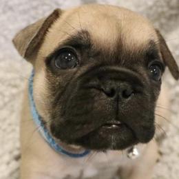 French Bulldogs from Ka’iliwai Frenchie Collective