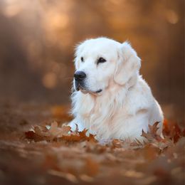 Sammy - Golden Retriever