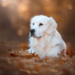 Sammy - Golden Retriever