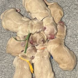 Boy 2 - male Golden Retriever puppy in Oklahoma City, Oklahoma from Shire Springs Kennels