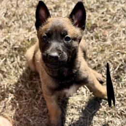 Zebra - Fawn male Belgian Malinois puppy in Briggs, Texas from Madhouse’s Belgian Malinois and German Shepherds