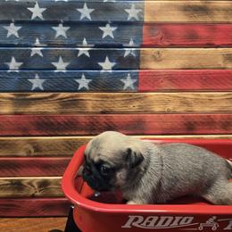 Girl 3 - Fawn female Pug puppy in Auburn, Kentucky from Prentice Family Pugs