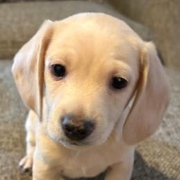 Rudolph(born with pink nose, has blue eyes)  Male CKC Smooth Coat Mini Dachshund Clear Cream coloring Possibly dilute-pigmented  AKA Smooth Cream Mini Dachshund with light pigment - Cream male Dachshund puppy in Oklahoma City, Oklahoma from Diana's Dachshunds CKC certified!