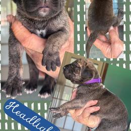 HEADLIGHT - Brindle male Great Dane puppy in Wellsville, New York from Prophecy Danes