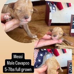 Messi - Apricot male Cavapoo puppy in Mesa, Arizona from Pedersendoodles