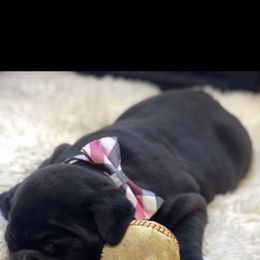Bulldog and German Shorthaired Pointer Puppies from LyonHeart