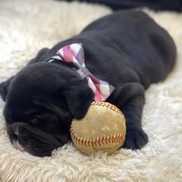Bulldog and German Shorthaired Pointer Puppies from LyonHeart