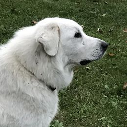 Bray - Great Pyrenees