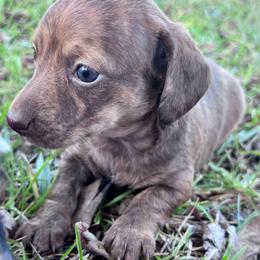 Pearl - Dapple female Dachshund puppy in Aiken, South Carolina from State Eight Dachshunds