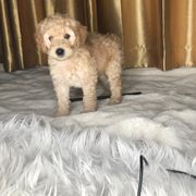 Goldendoodle and Irish Doodle Puppies from PollyWally Doodle