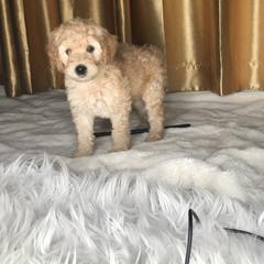 Goldendoodle and Irish Doodle Puppies from PollyWally Doodle