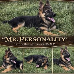 Mr. Personality - Black and tan male German Shepherd puppy in Yuba City, California from Barton’s German Shepherds