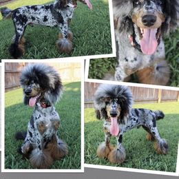 Doc - Poodle