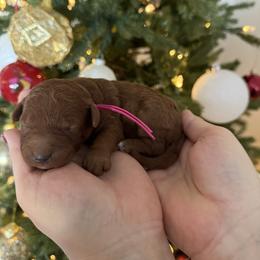 Bright pink - Red  female Goldendoodle puppy in Meridian, Idaho from Goldendoodle of Idaho