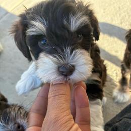 Zipporah - Liver female Miniature Schnauzer puppy in Hemet, California from Journee Home Mini Schnauzers