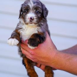 Wheeler - Merle male Bernedoodle puppy in Dundee, Ohio from Down Home Doodle