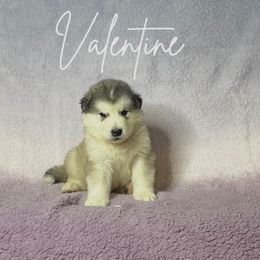 Valentine - Gray and white Alaskan Malamute puppy in Easton, Maryland from Stars Howl-O Kennels by FurEver Friends Inc